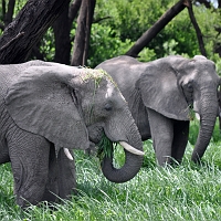 Ruaha National Park - Day Two
